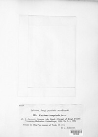Jamesdicksonia irregularis image